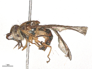  ( - CBG-B15992-F02)  @11 [ ] CreativeCommons - Attribution Share - Alike (2025) CBG Photography Group Centre for Biodiversity Genomics