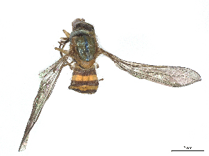  ( - CBG-B15992-F03)  @11 [ ] CreativeCommons - Attribution Share - Alike (2025) CBG Photography Group Centre for Biodiversity Genomics