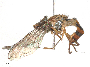  ( - CBG-B15992-F11)  @11 [ ] CreativeCommons - Attribution Share - Alike (2025) CBG Photography Group Centre for Biodiversity Genomics