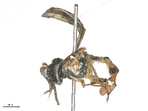  ( - CBG-B15992-G05)  @11 [ ] CreativeCommons - Attribution Share - Alike (2025) CBG Photography Group Centre for Biodiversity Genomics