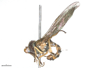  ( - CBG-B15992-G06)  @11 [ ] CreativeCommons - Attribution Share - Alike (2025) CBG Photography Group Centre for Biodiversity Genomics