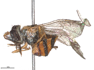  ( - CBG-B15992-G09)  @11 [ ] CreativeCommons - Attribution Share - Alike (2025) CBG Photography Group Centre for Biodiversity Genomics