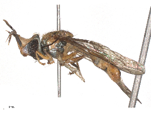  ( - CBG-B15992-G12)  @11 [ ] CreativeCommons - Attribution Share - Alike (2025) CBG Photography Group Centre for Biodiversity Genomics