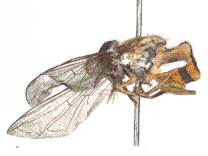  ( - CBG-B15992-H02)  @11 [ ] CreativeCommons - Attribution Share - Alike (2025) CBG Photography Group Centre for Biodiversity Genomics