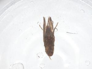  ( - CBG-B16447-D01)  @11 [ ] CreativeCommons - Attribution Share - Alike (2025) Centre for Biodiversity Genomics Centre for Biodiversity Genomics