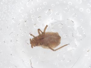  ( - CBG-B16447-E08)  @11 [ ] CreativeCommons - Attribution Share - Alike (2025) Centre for Biodiversity Genomics Centre for Biodiversity Genomics