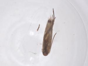  ( - CBG-B16448-A03)  @11 [ ] CreativeCommons - Attribution Share - Alike (2025) Centre for Biodiversity Genomics Centre for Biodiversity Genomics