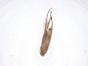  ( - CBG-B16448-D01)  @11 [ ] CreativeCommons - Attribution Share - Alike (2025) Centre for Biodiversity Genomics Centre for Biodiversity Genomics