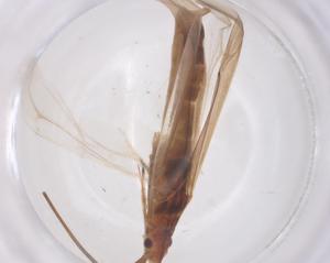  ( - CBG-B16450-A06)  @11 [ ] CreativeCommons - Attribution Share - Alike (2025) Centre for Biodiversity Genomics Centre for Biodiversity Genomics