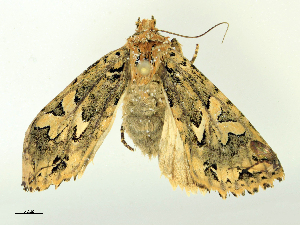  ( - CBG-B16498-F02)  @11 [ ] CreativeCommons - Attribution Share - Alike (2025) CBG Photography Group Centre for Biodiversity Genomics