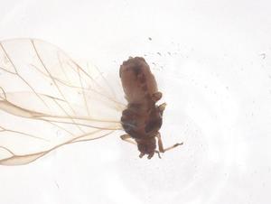  ( - CBG-B16513-G01)  @11 [ ] CreativeCommons - Attribution Share - Alike (2025) Centre for Biodiversity Genomics Centre for Biodiversity Genomics