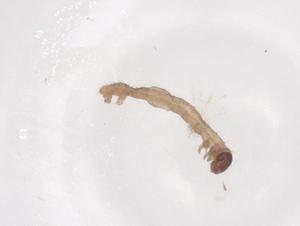  (Leuculopsis parvistriata - CBG-B17631-F04)  @11 [ ] CreativeCommons - Attribution Share - Alike (2025) Centre for Biodiversity Genomics Centre for Biodiversity Genomics