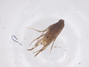  ( - CBG-B17632-C04)  @11 [ ] CreativeCommons - Attribution Share - Alike (2025) Centre for Biodiversity Genomics Centre for Biodiversity Genomics