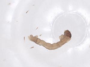  ( - CBG-B17632-G11)  @11 [ ] CreativeCommons - Attribution Share - Alike (2025) Centre for Biodiversity Genomics Centre for Biodiversity Genomics