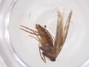  ( - CBG-B18307-D10)  @11 [ ] CreativeCommons - Attribution Share - Alike (2025) Centre for Biodiversity Genomics Centre for Biodiversity Genomics