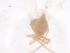  ( - CBG-B18308-B01)  @11 [ ] CreativeCommons - Attribution Share - Alike (2025) Centre for Biodiversity Genomics Centre for Biodiversity Genomics