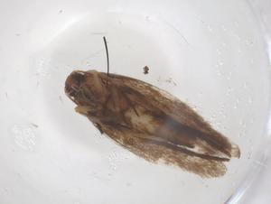  ( - CBG-B18390-B08)  @11 [ ] CreativeCommons - Attribution Share - Alike (2025) Centre for Biodiversity Genomics Centre for Biodiversity Genomics