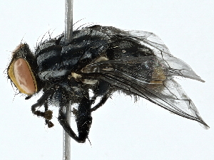  ( - BIOUG93342-B10)  @11 [ ] CreativeCommons - Attribution (2022) CBG Photography Group Centre for Biodiversity Genomics