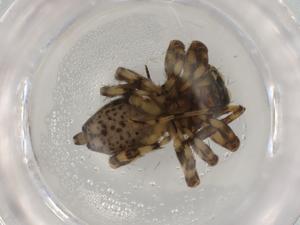  ( - BIOUG95019-D03)  @11 [ ] CreativeCommons - Attribution (2022) Centre for Biodiversity Genomics Centre for Biodiversity Genomics