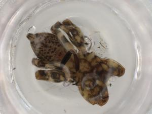  ( - BIOUG95019-D07)  @11 [ ] CreativeCommons - Attribution (2022) Centre for Biodiversity Genomics Centre for Biodiversity Genomics