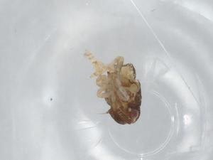  (Philatis - BIOUG95715-H03)  @11 [ ] CreativeCommons - Attribution (2022) Centre for Biodiversity Genomics Centre for Biodiversity Genomics