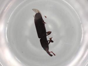  ( - BIOUG95716-D01)  @11 [ ] CreativeCommons - Attribution (2022) Centre for Biodiversity Genomics Centre for Biodiversity Genomics