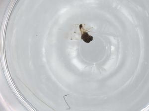  ( - BIOUG95879-H02)  @11 [ ] CreativeCommons - Attribution (2022) Centre for Biodiversity Genomics Centre for Biodiversity Genomics