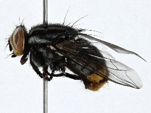  ( - BIOUG91415-D07)  @11 [ ] CreativeCommons - Attribution (2022) CBG Photography Group Centre for Biodiversity Genomics