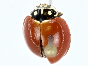  ( - BIOUG93339-F08)  @11 [ ] CreativeCommons - Attribution (2022) CBG Photography Group Centre for Biodiversity Genomics