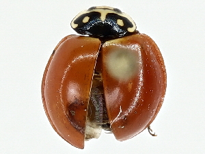  ( - BIOUG93339-G01)  @11 [ ] CreativeCommons - Attribution (2022) CBG Photography Group Centre for Biodiversity Genomics