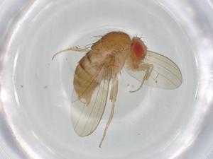  (Drosophila pallidipennis - BIOUG95026-F07)  @11 [ ] CreativeCommons - Attribution (2022) Centre for Biodiversity Genomics Centre for Biodiversity Genomics