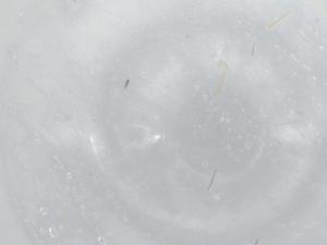  ( - BIOUG95028-B01)  @11 [ ] CreativeCommons - Attribution (2022) Centre for Biodiversity Genomics Centre for Biodiversity Genomics