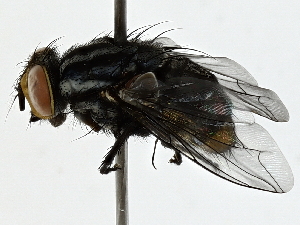  ( - BIOUG95333-C02)  @11 [ ] CreativeCommons - Attribution (2022) CBG Photography Group Centre for Biodiversity Genomics