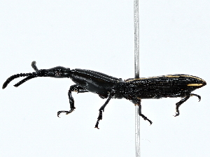  ( - BIOUG95335-G11)  @11 [ ] CreativeCommons - Attribution (2022) CBG Photography Group Centre for Biodiversity Genomics