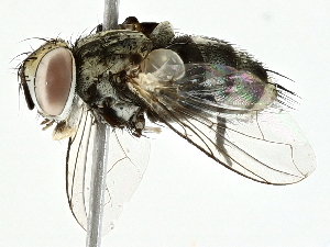  ( - BIOUG95336-A02)  @11 [ ] CreativeCommons - Attribution (2022) CBG Photography Group Centre for Biodiversity Genomics