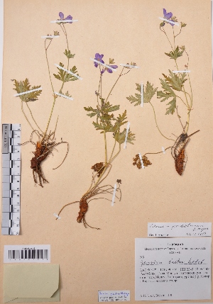 (Geranium pseudosibiricum - CCDB-26253-B01)  @11 [ ] CreativeCommons - Attribution Non-Commercial Share-Alike (2016) Evgeny Zibzeev Central Ciberian Botanical Garden