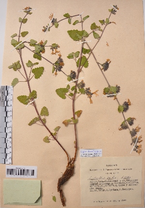  (Lophanthus krylovii - CCDB-26253-B03)  @11 [ ] CreativeCommons - Attribution Non-Commercial Share-Alike (2016) Evgeny Zibzeev Central Ciberian Botanical Garden