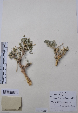  (Chenopodium frutescens - CCDB-26253-C07)  @11 [ ] CreativeCommons - Attribution Non-Commercial Share-Alike (2016) Evgeny Zibzeev Central Ciberian Botanical Garden