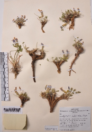  (Oxytropis intermedia - CCDB-26253-C11)  @11 [ ] CreativeCommons - Attribution Non-Commercial Share-Alike (2016) Evgeny Zibzeev Central Ciberian Botanical Garden
