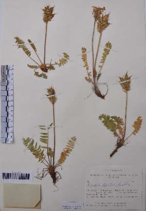  (Oxytropis alpestris - CCDB-26253-C12)  @11 [ ] CreativeCommons - Attribution Non-Commercial Share-Alike (2016) Evgeny Zibzeev Central Ciberian Botanical Garden