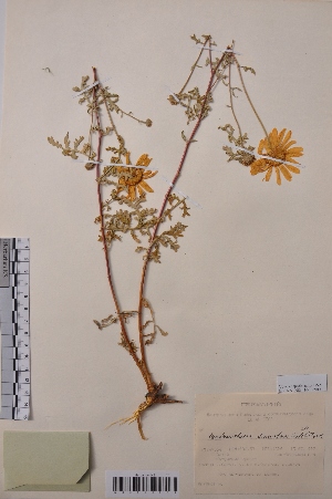  (Chrysanthemum sinuatum - CCDB-26253-D10)  @11 [ ] CreativeCommons - Attribution Non-Commercial Share-Alike (2016) Evgeny Zibzeev Central Ciberian Botanical Garden