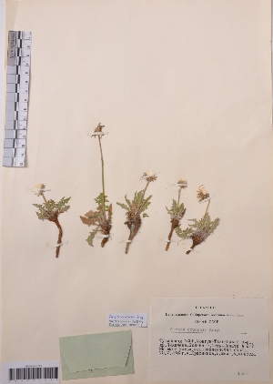 (Crepis czuensis - CCDB-26253-F01)  @11 [ ] CreativeCommons - Attribution Non-Commercial Share-Alike (2016) Evgeny Zibzeev Central Ciberian Botanical Garden