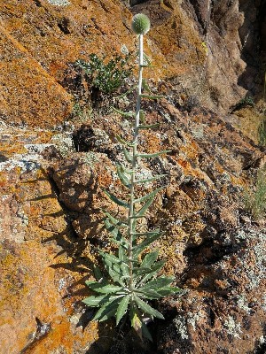  (Echinops integrifolius - CCDB-26258-C05)  @11 [ ] CreativeCommons - Attribution Non-Commercial Share-Alike (2016) Evgeny Zibzeev Central Ciberian Botanical Garden