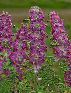  (Lagopsis darwiniana - CCDB-26258-F08)  @11 [ ] CreativeCommons - Attribution Non-Commercial Share-Alike (2016) Evgeny Zibzeev Central Ciberian Botanical Garden