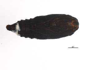  ( - 09PROBE-01304)  @12 [ ] CreativeCommons - Attribution (2009) CBG Photography Group Centre for Biodiversity Genomics