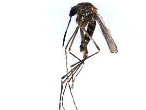  (Aedes togoi - TMEN017-005)  @14 [ ] CreativeCommons - Attribution (2008) CBG Photography Group Centre for Biodiversity Genomics