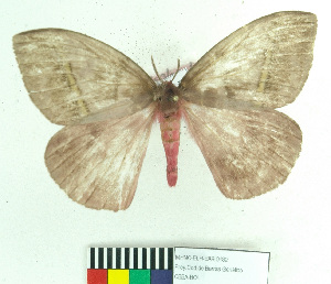  (Hylesiopsis - MHNC-ELH-BAR 0182)  @14 [ ] CreativeCommons - Attribution Non-Commercial (2012) Arturo Munos Saravia Museo de Historia Natural Alcide d'Orbigny