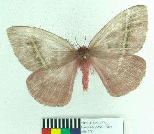  (Hylesiopsis festiva - MHNC-ELH-BAR 0183)  @14 [ ] CreativeCommons - Attribution Non-Commercial (2012) Arturo Munos Saravia Museo de Historia Natural Alcide d'Orbigny