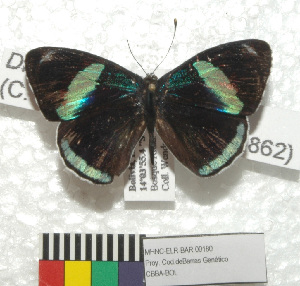  (Diaethria eluina - MHNC-ELR-BAR 0180)  @11 [ ] CreativeCommons - Attribution Non-Commercial (2013) Arturo Munos Saravia Museo de Historia Natural Alcide d'Orbigny