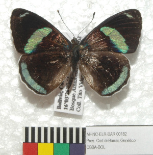  (Diaethria eluina - MHNC-ELR-BAR 0182)  @11 [ ] CreativeCommons - Attribution Non-Commercial (2013) Arturo Munos Saravia Museo de Historia Natural Alcide d'Orbigny